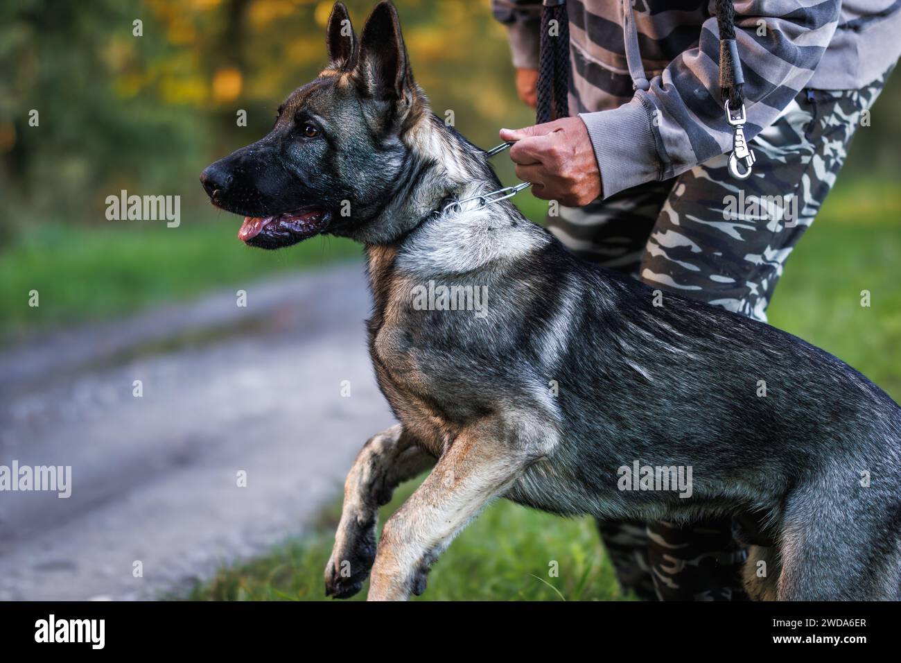 Giovane cane pastore tedesco con il suo proprietario di animali domestici o addestratore di animali. Addestramento all'obbedienza del cane Foto Stock