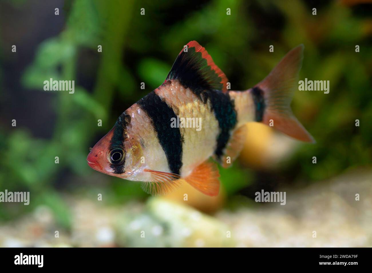 Barba tigre maschio in serbatoio d'acqua dolce (Barbus tetrazona) Foto Stock