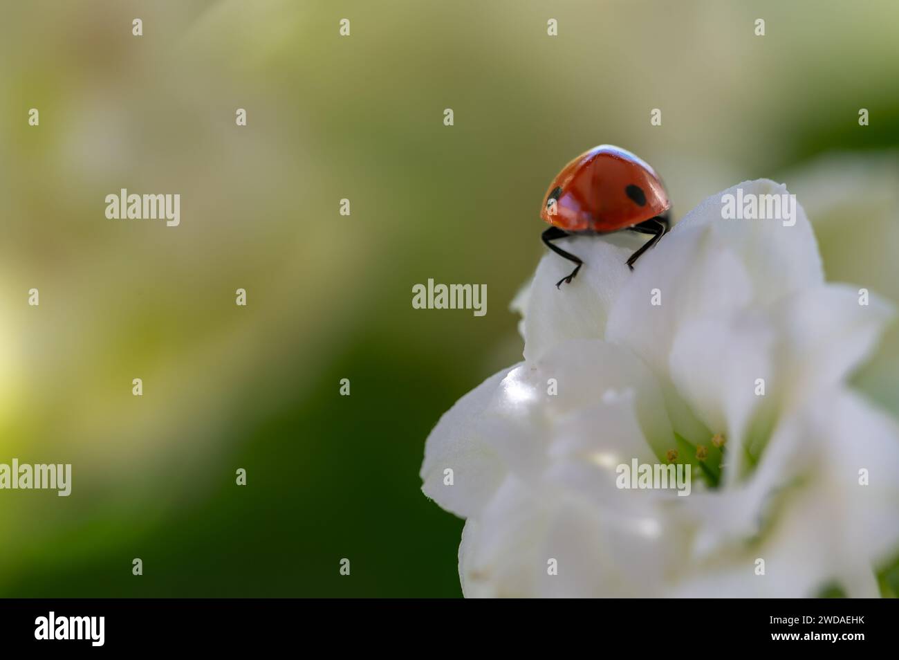 Coccinella rossa su fiori bianchi e sfondo verde Foto Stock