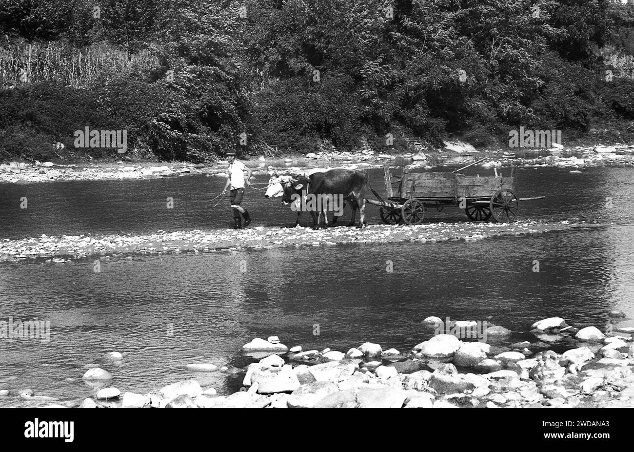 Contea di Vrancea, Romania, circa 1991. L'uomo che guidava il suo bestiame tirava il carro attraverso il fiume Putna. Foto Stock