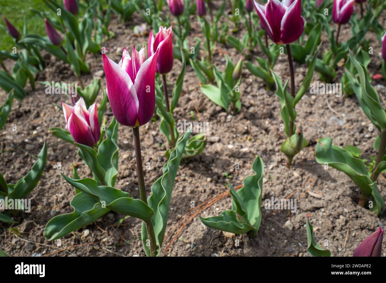 Tulipani colorati in un giardino, che spiccano dal resto del campo Foto Stock