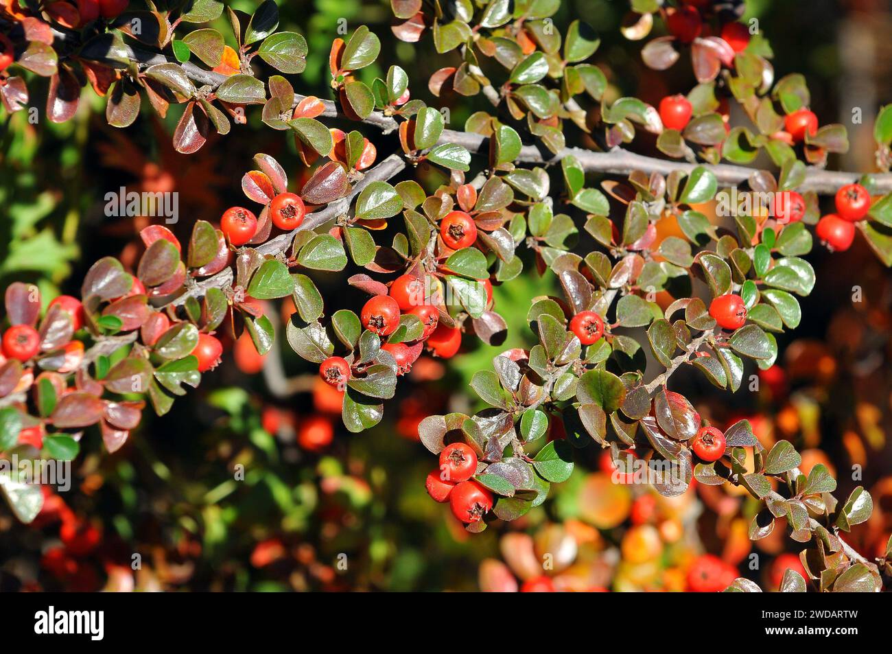 bearberry cotoneaster, Teppich-Zwergmispel, Cotoneaster dammeri, szőnyegmadárbirs, Budapest, Ungheria, Magyarország, Europa Foto Stock