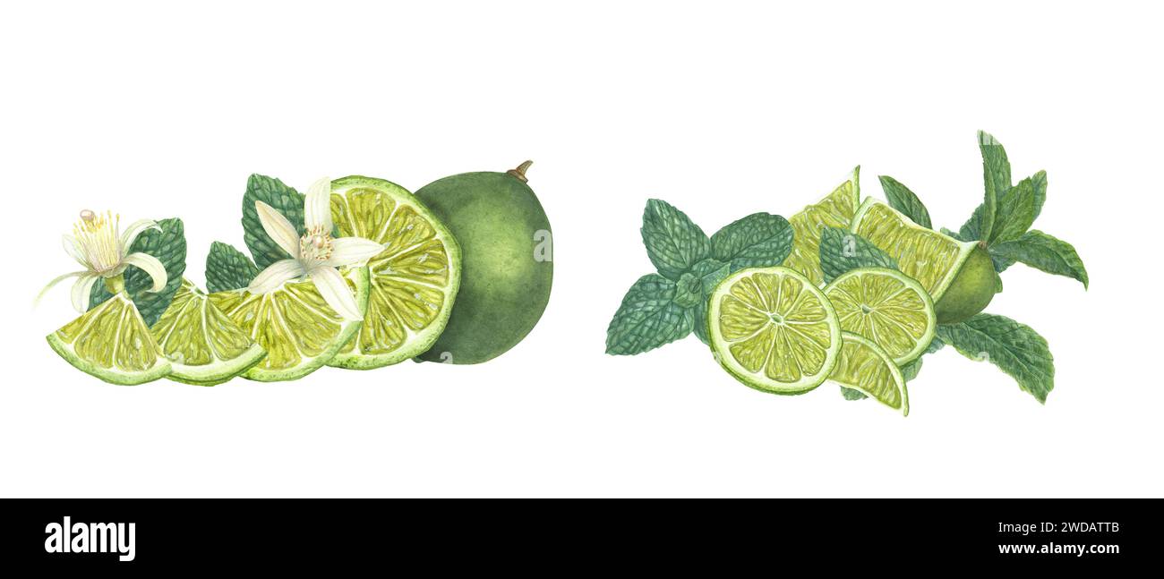 Varie fette di lime mature, foglie di menta verde, fiori di agrumi. Erbe aromatiche e aroma di agrumi. Set di frutta. Illustrazione botanica per la progettazione di schede, menu Foto Stock