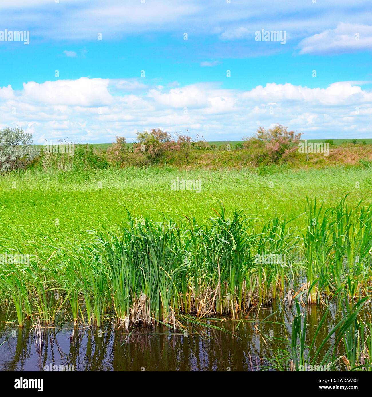 Lago bagnato con vegetazione acquatica e cielo. Il concetto di protezione ecologica del paesaggio naturale. Foto Stock