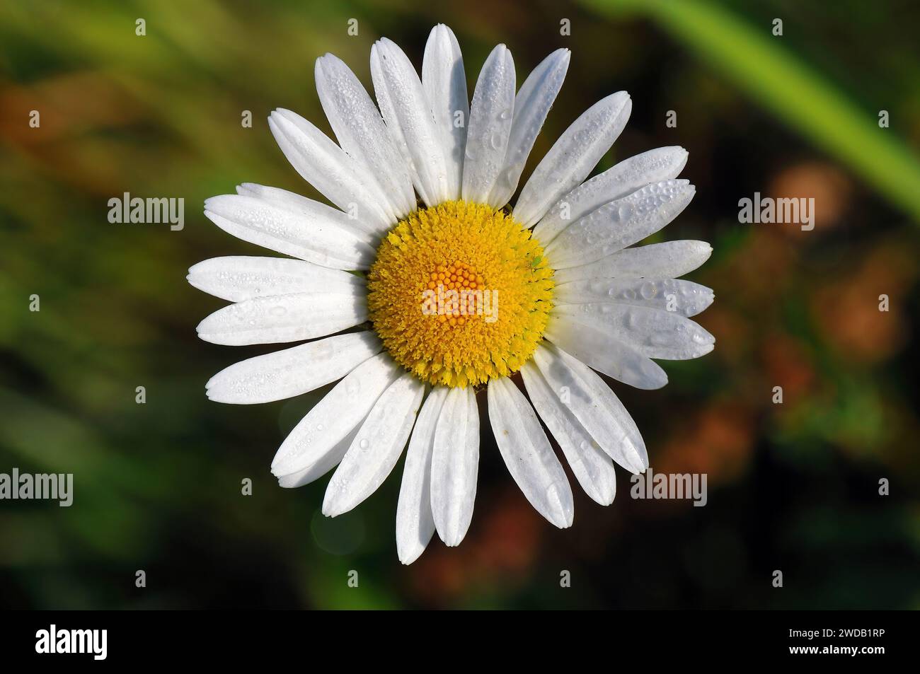 Margherita ox-eye, margherita ox-eye, margherita cane, marguerite, Magerwiesen-Margerite, comune di Marguerite, Leucanthemum vulgare, réti margitvirág Foto Stock