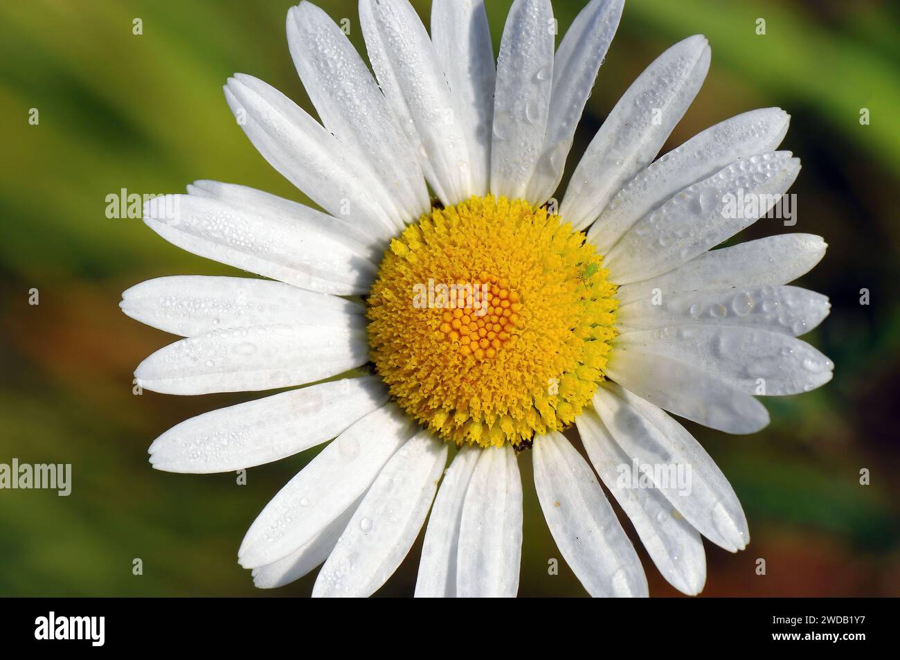 Margherita ox-eye, margherita ox-eye, margherita cane, marguerite, Magerwiesen-Margerite, comune di Marguerite, Leucanthemum vulgare, réti margitvirág Foto Stock