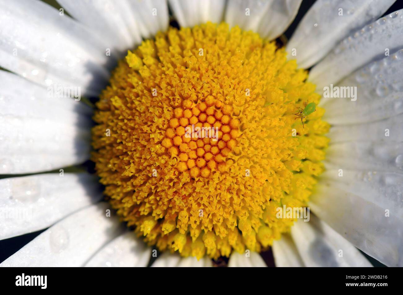 Margherita ox-eye, margherita ox-eye, margherita cane, marguerite, Magerwiesen-Margerite, comune di Marguerite, Leucanthemum vulgare, réti margitvirág Foto Stock