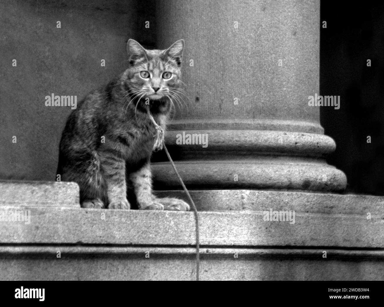 Un gatto domestico legato dal suo proprietario con un cavo pesante fuori da un edificio pubblico a New York, New York. Foto Stock