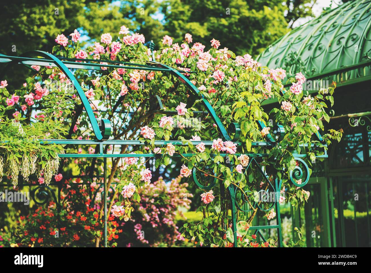 Splendido arco floreale con rose nel giardino estivo Foto Stock