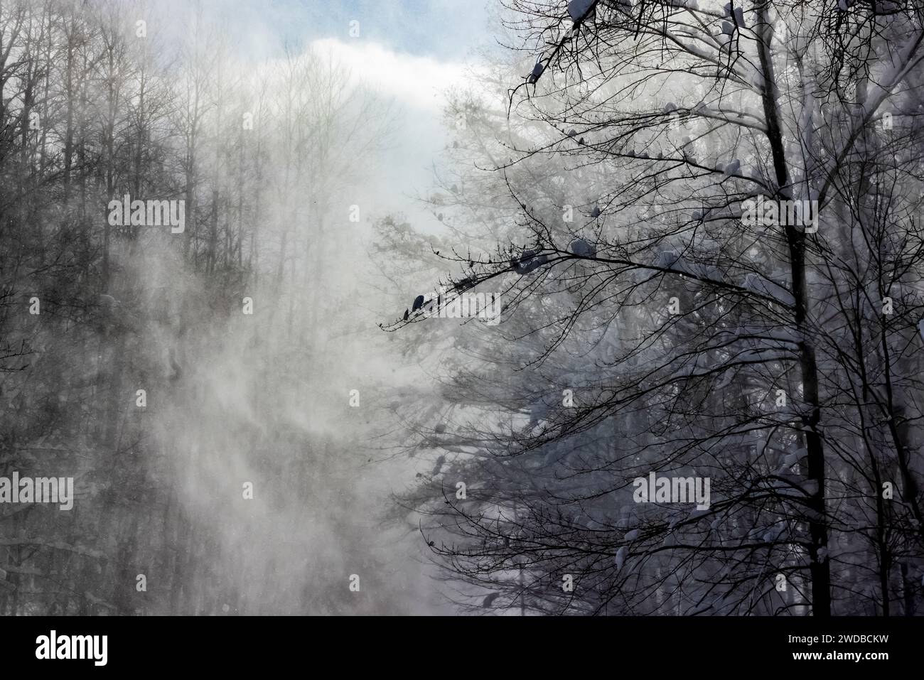 Lake Effect neve che si abbattono nella foresta nella contea di Mecosta, Michigan, USA Foto Stock