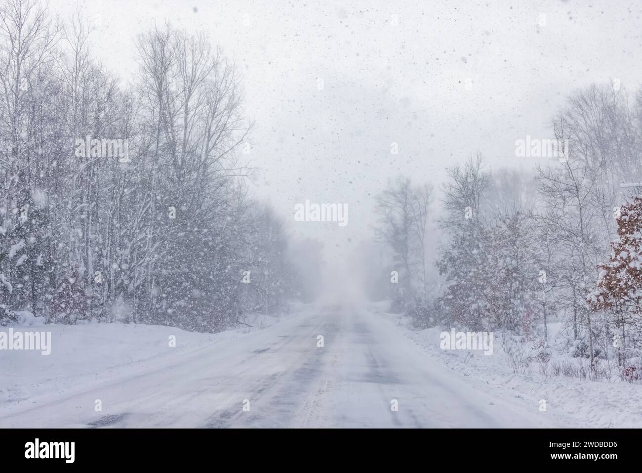 Lake Effect neve che si abbatte nella foresta e rende la strada insidiosa nella contea di Mecosta, Michigan, Stati Uniti Foto Stock