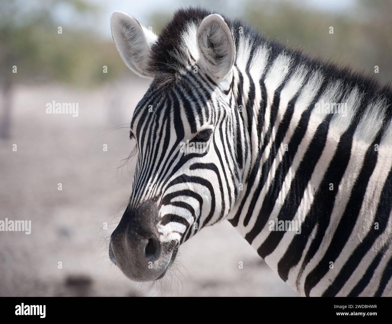 Ritratto della zebra Foto Stock