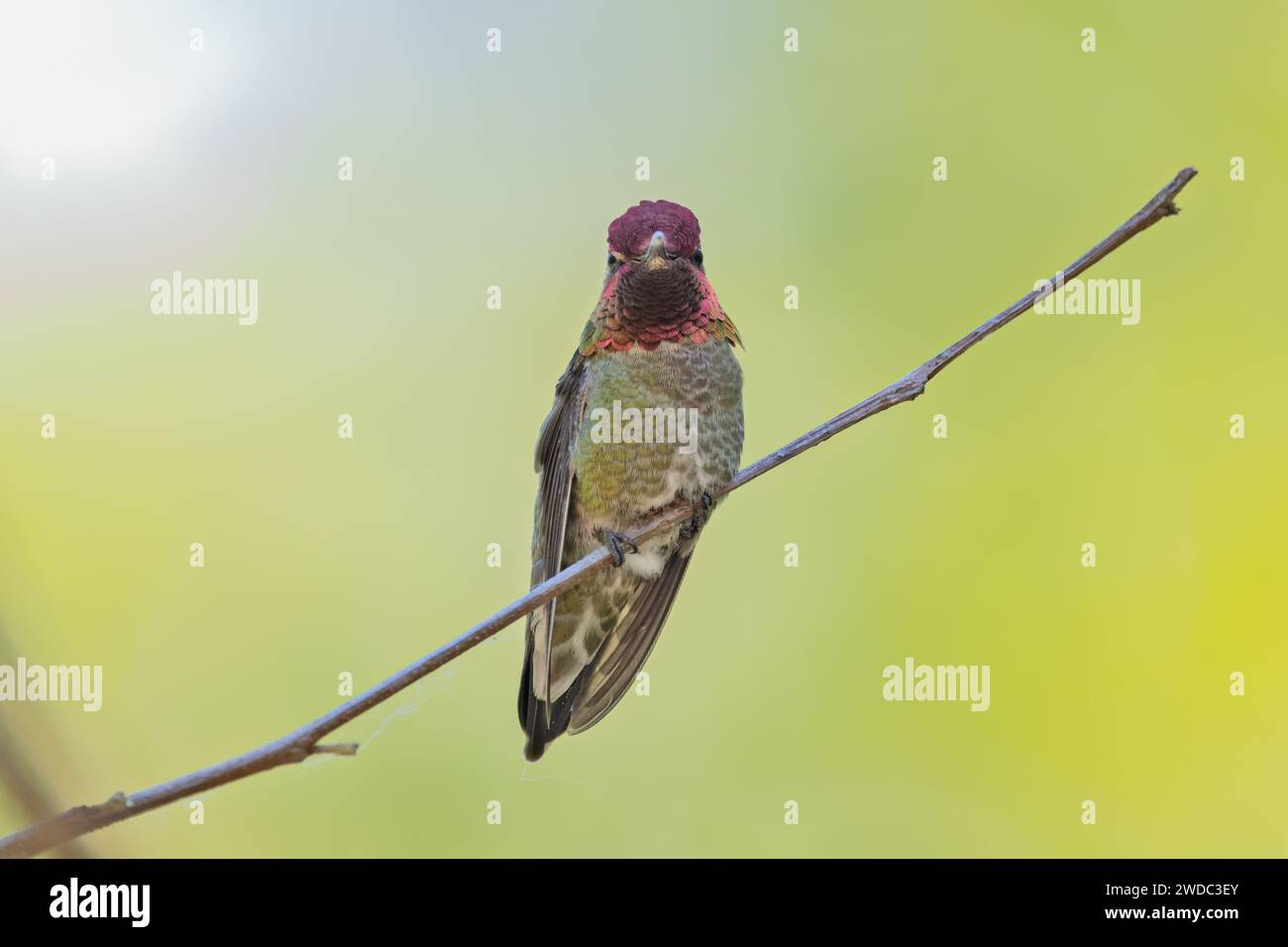 Un colibrì maschio di Anna, rivolto verso la telecamera e che mostra la sua gola rosa, si trova su un ramo sottile a Delta, British Columbia. Foto Stock