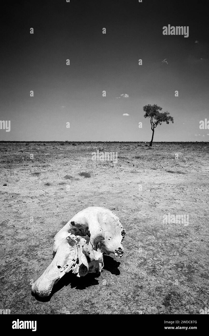 Cranio di elefante (Loxodonta africana), cranio, scheletro, morte, bracconieri, paesaggio, steppa, aridità, siccità, cambiamenti climatici, monocromatico, nero e. Foto Stock