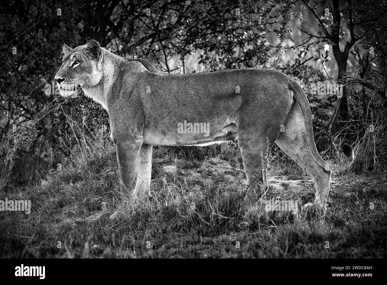 Leonessa, leone femminile (Panthera leo) nella caccia serale, caccia, vedetta, selvaggio, vita libera, safari, monocromatico, bianco e nero, Parco Nazionale Moremi Foto Stock