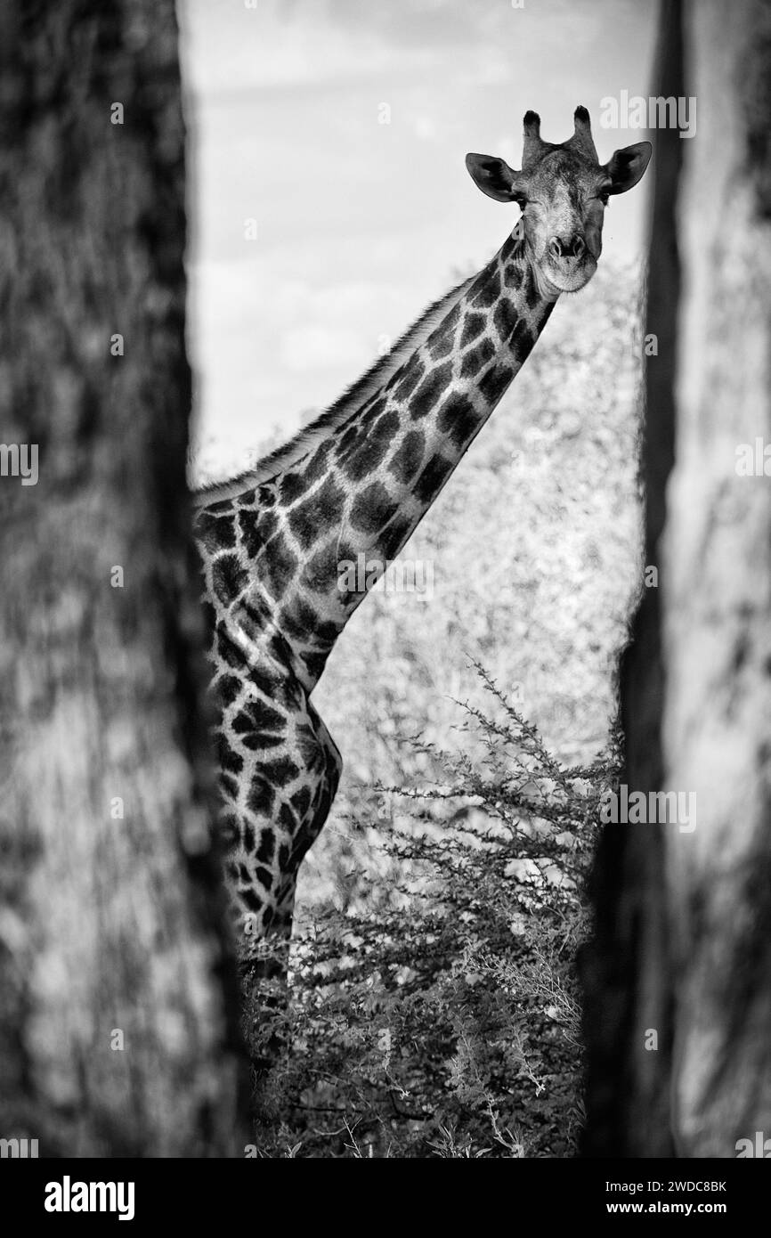 Ritratto di una giraffa meridionale (Giraffa giraffa), vita libera, natura selvaggia, safari, viaggi, ritratto animale, bianco e nero, bw, monocromatico, poll Foto Stock
