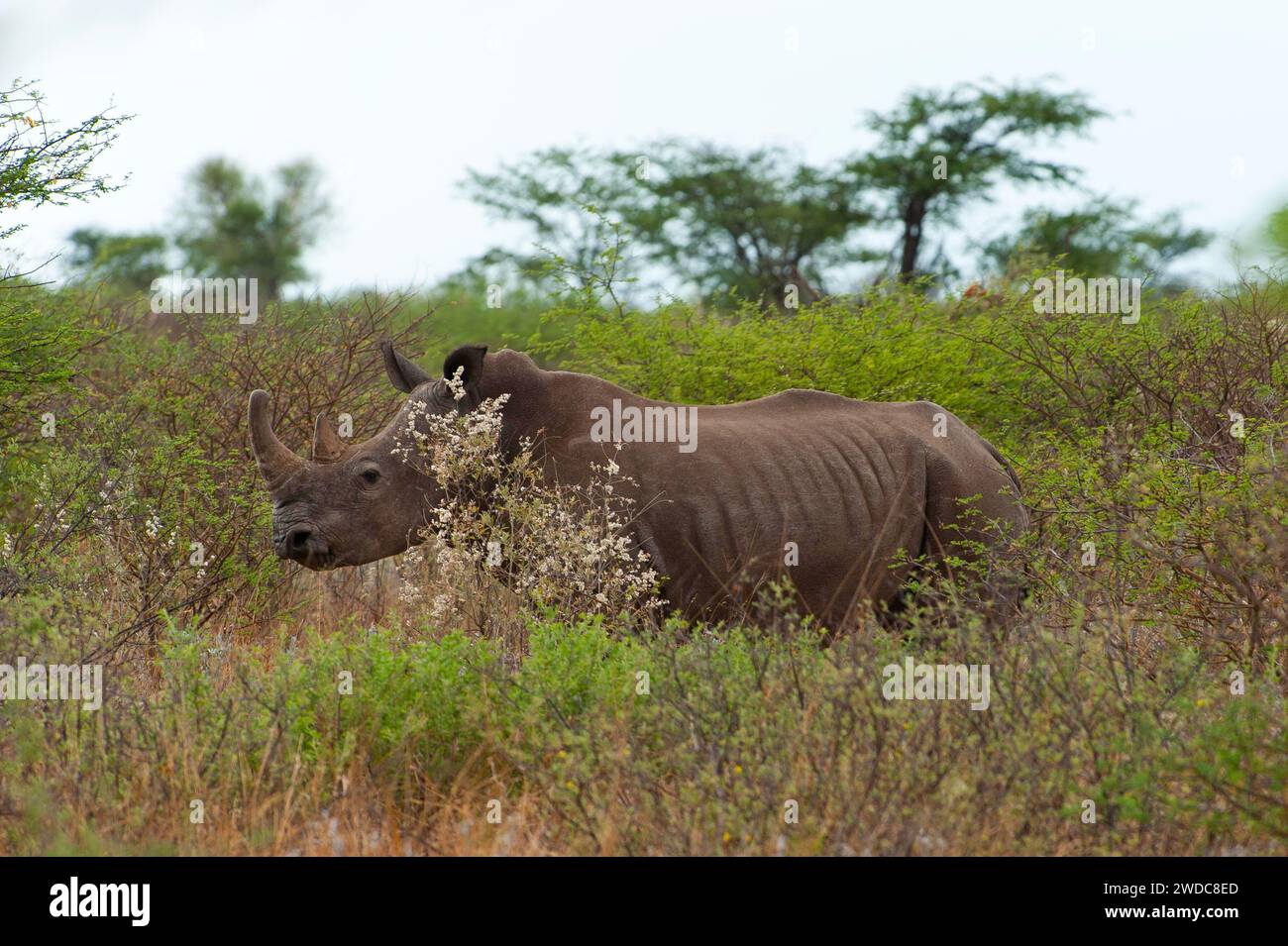 Rinoceronte bianco (Ceratotherium simum), rinoceronte, rinoceronte, vita libera, natura selvaggia, safari, viaggio, avventura, Namibia Foto Stock