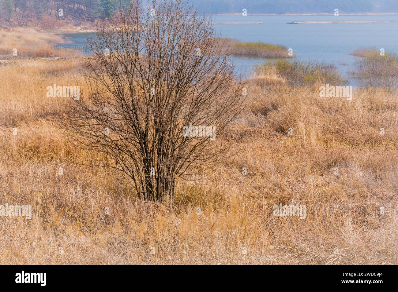 Paesaggio di alberi senza foglie sulla riva di un lago tra alte erbe dorate in una soleggiata mattinata primaverile, Corea del Sud Foto Stock