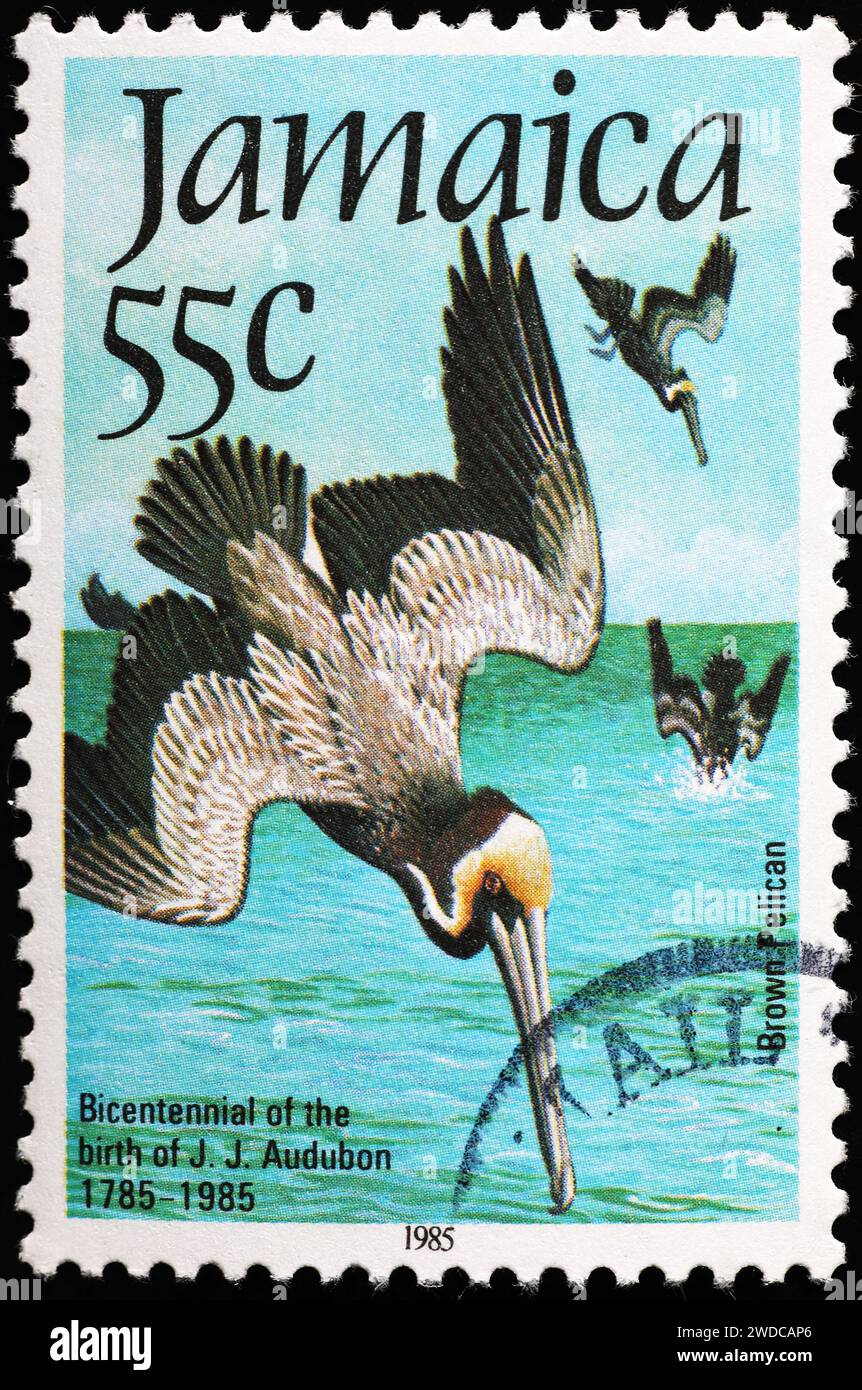 Pellicani bruni che si tuffano sul francobollo della Giamaica Foto Stock