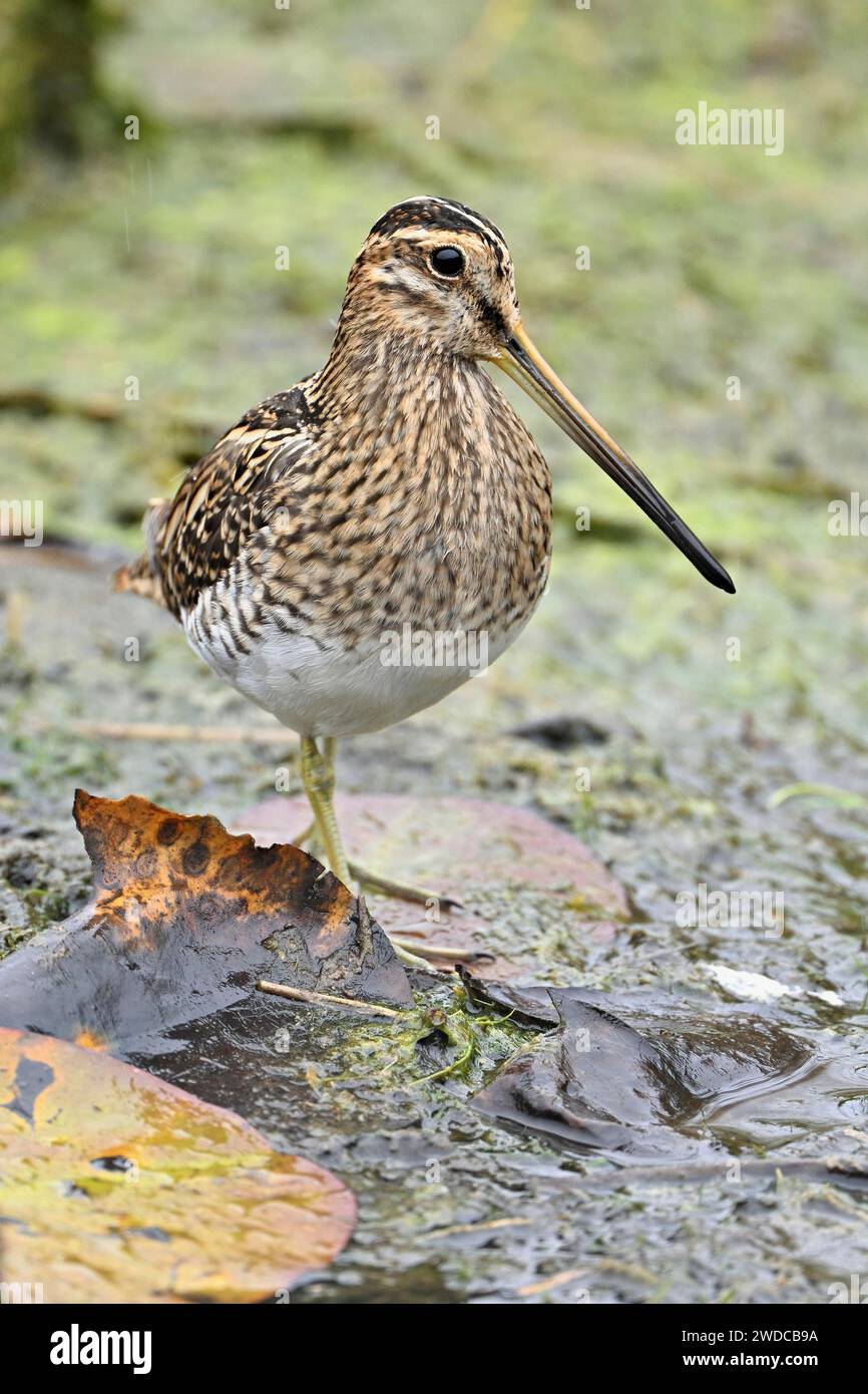 Snipe comune (Gallinago gallinago), foraggiamento, Svizzera Foto Stock