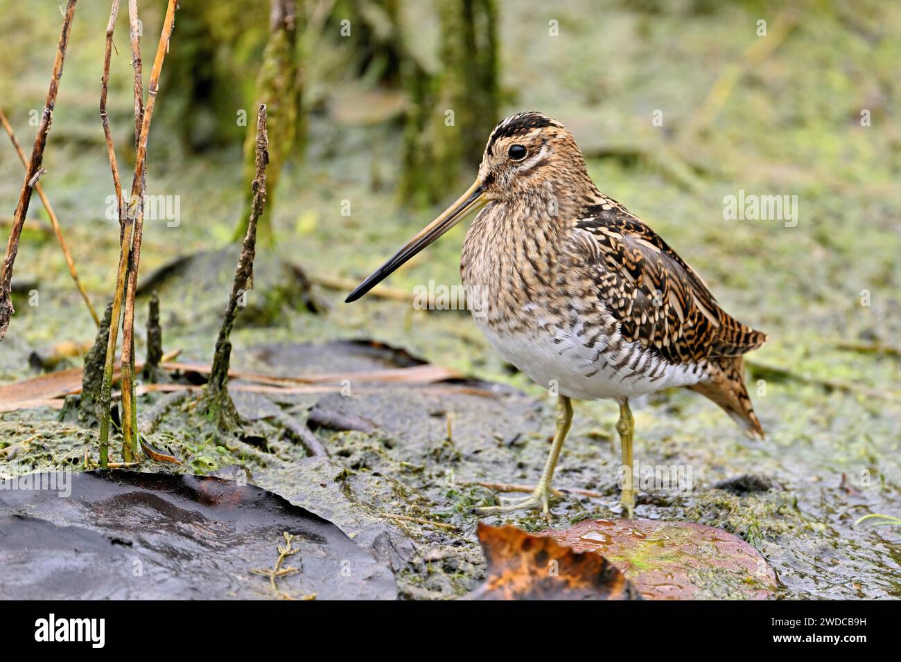 Snipe comune (Gallinago gallinago), foraggiamento, Svizzera Foto Stock