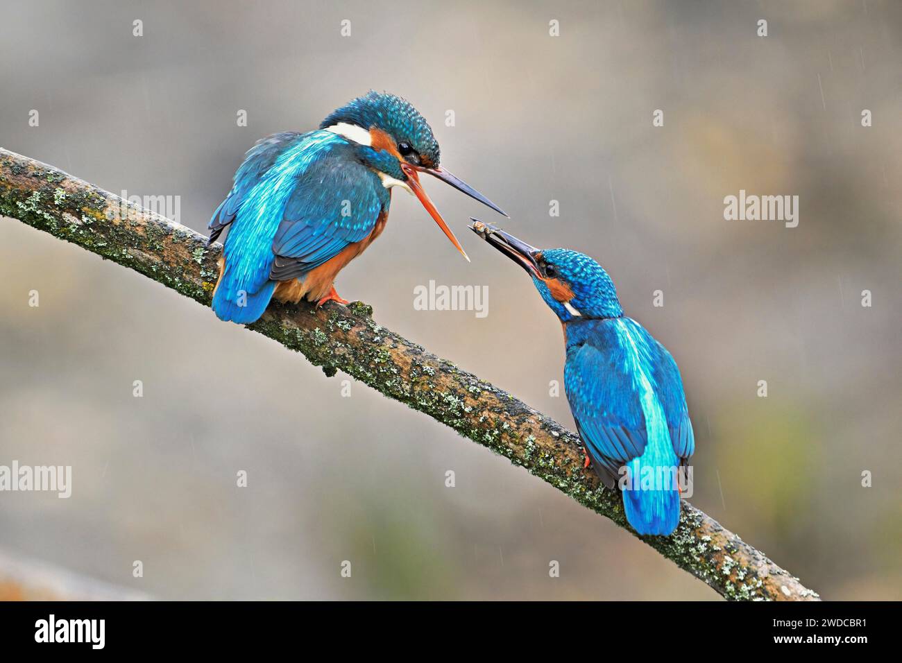 Pescatrici comuni (Alcedo atthis), alimentazione di accoppiamento, maschio che dà insetti alle donne, Canton Zug, Svizzera Foto Stock