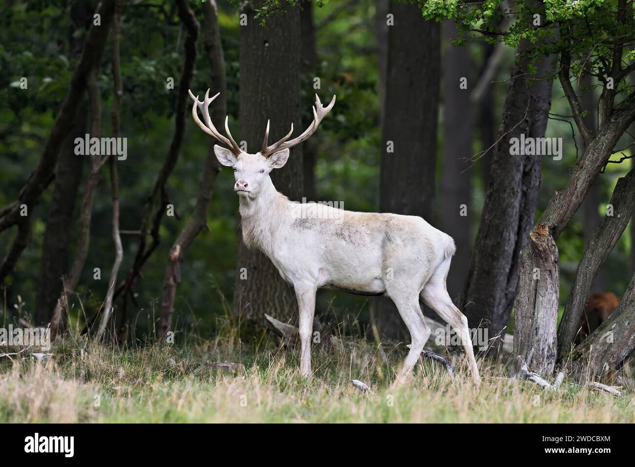 Cervo rosso (Cervus elaphus), cervo bianco in autunno, Jaegersborg, Danimarca Foto Stock