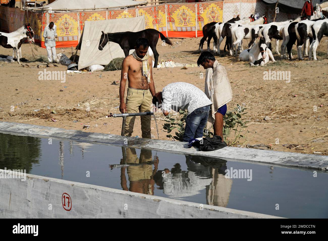 Impianti di lavaggio, mercato dei cammelli, fiera, gente, mercato dei matrimoni, animali, città deserta Pushkar, (Pushkar Camal Fair) Rajasthan, India settentrionale, India Foto Stock