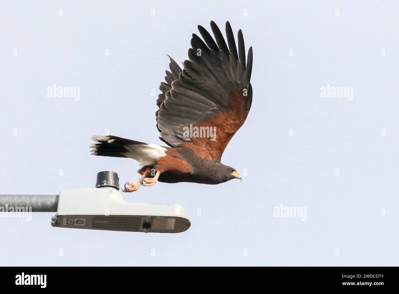 L'Hawk di Harris decolla da un palo Foto Stock