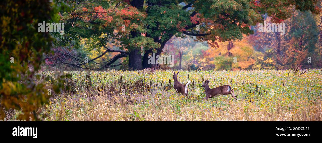 Due cervi dalla coda bianca (odocoileus virginianus) che corrono in un campo di soia, panorama Foto Stock