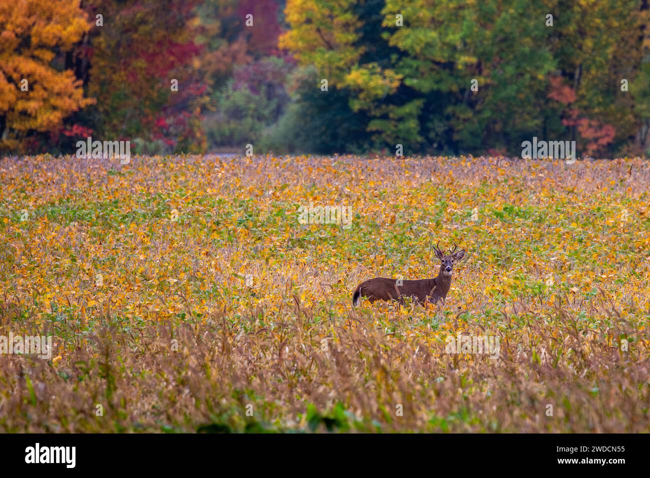 Buck di cervo dalla coda bianca (odocoileus virginianus) in piedi in un campo di soia in settembre, orizzontale Foto Stock