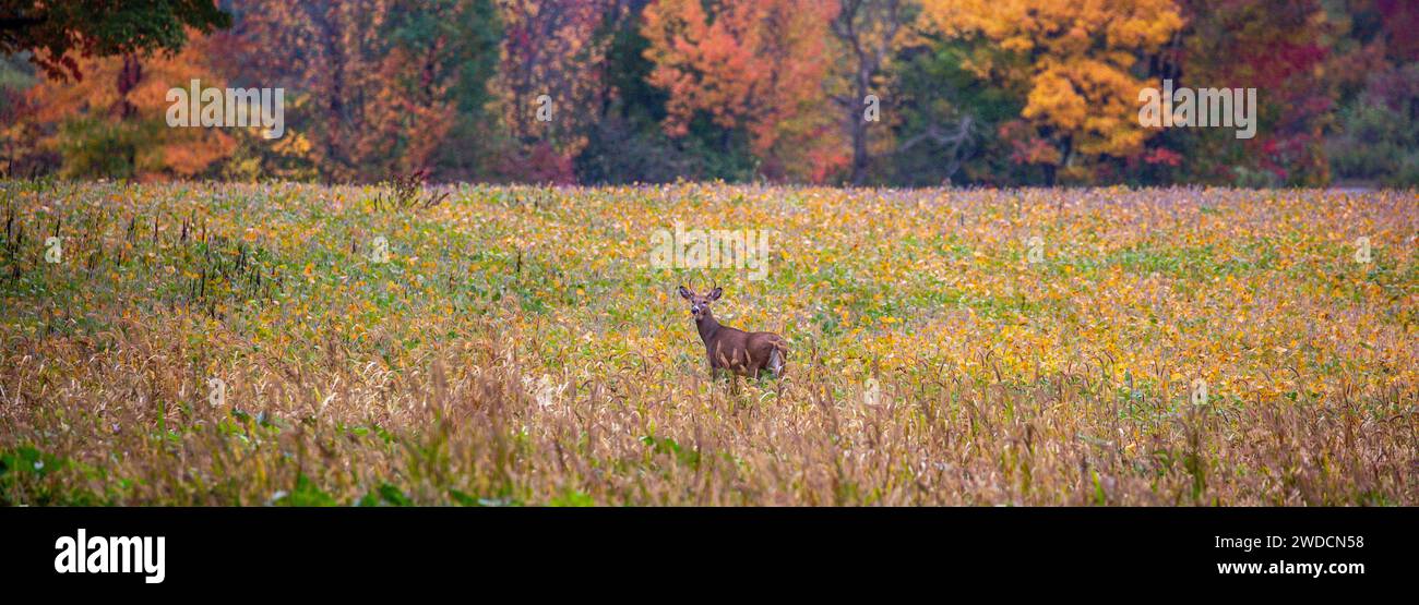 Buck di cervo dalla coda bianca (odocoileus virginianus) in piedi in un campo di soia a settembre, panorama Foto Stock