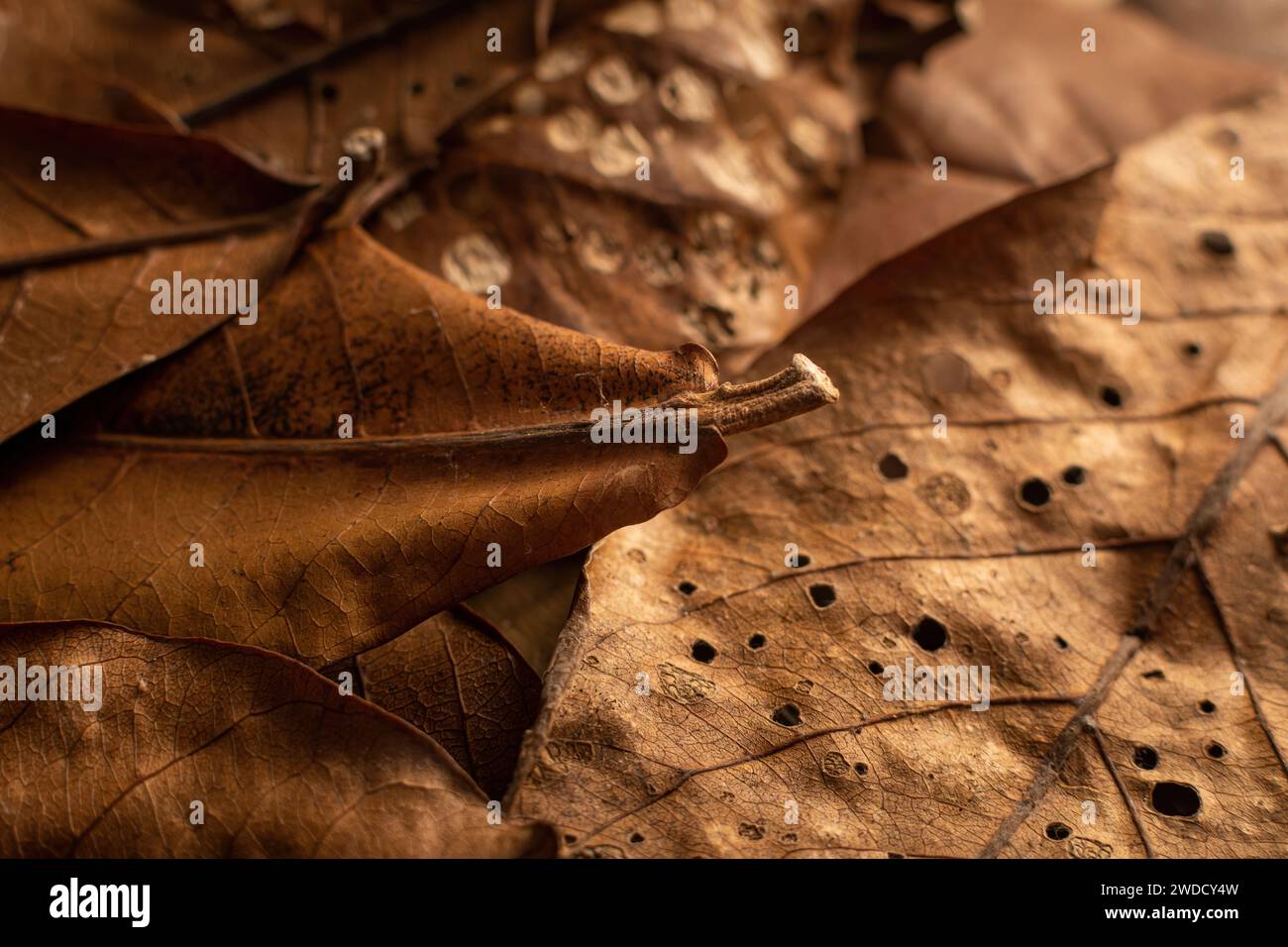 Chiudere le foglie secche marroni dell'autunno. Foglia marrone asciutta Foto Stock