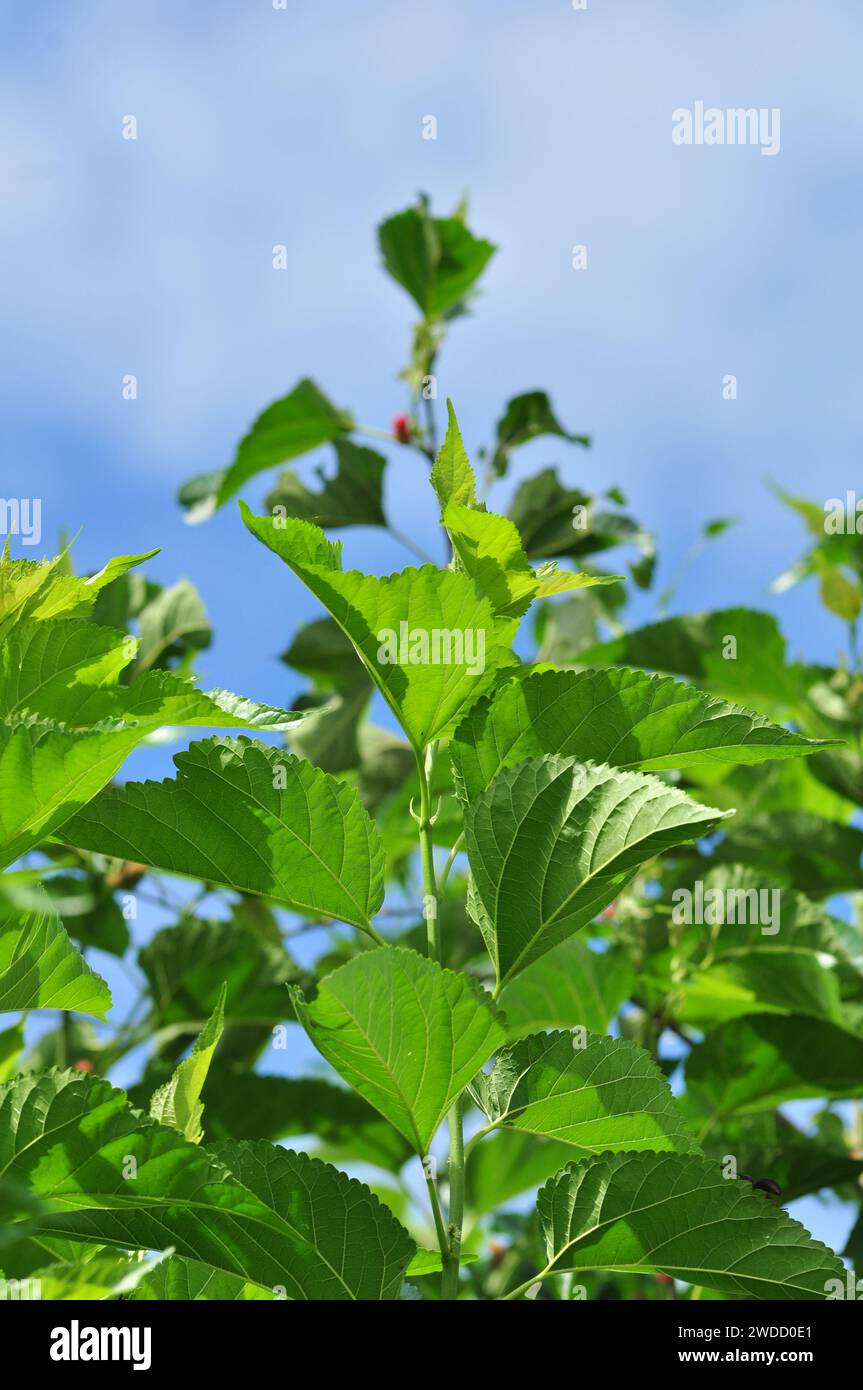 Foglie di gelso verde sfondo blu cielo Foto Stock