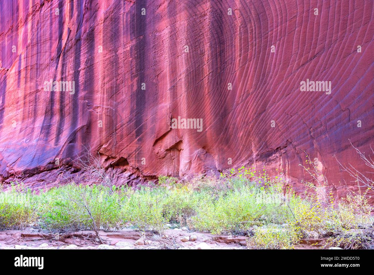 Sfondo verticale eroso del muro di roccia rossa, famoso Buscksin Gulch slot Canyon. Paesaggio panoramico del deserto Green Grass, contea di Kane, Utah, Stati Uniti sud-occidentali Foto Stock