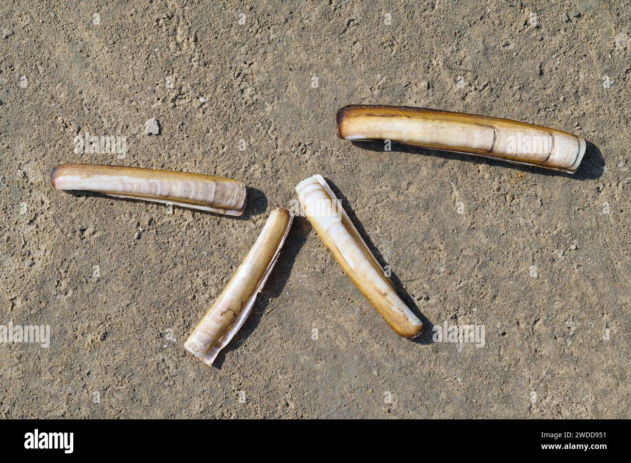 atlantic jackknife vongole resp.Ensis Directus,Mare del Nord,Parco Nazionale Wattenmeer,Germania Foto Stock