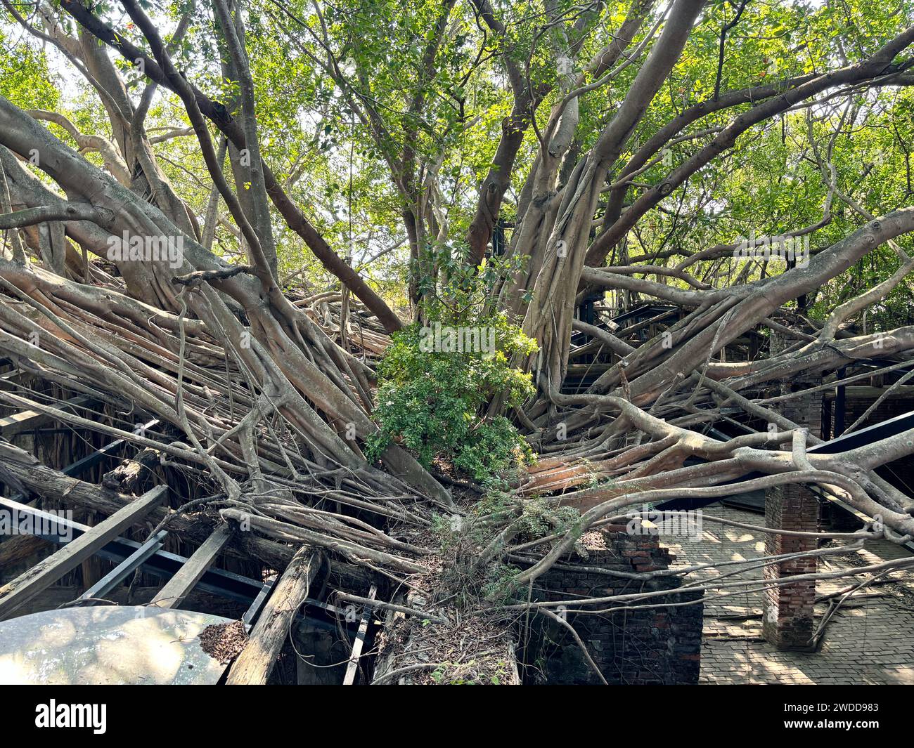 La famosa Anping Tree House a Tainan, Taiwan. Foto Stock