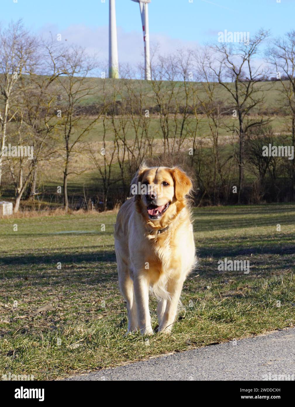 Golden Retriver nella natura austriaca. Foto Stock