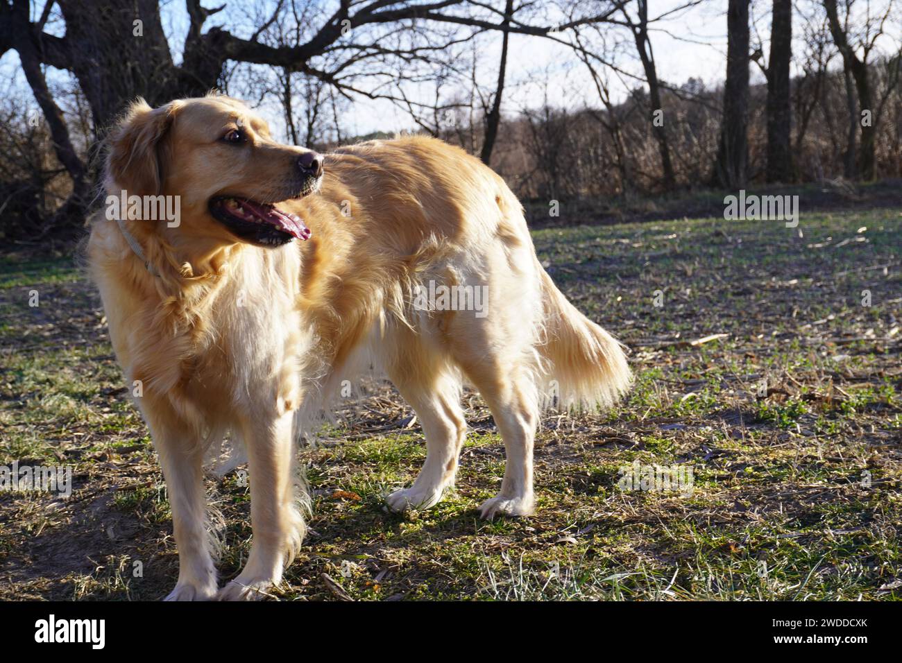 Golden Retriver nella natura Foto Stock