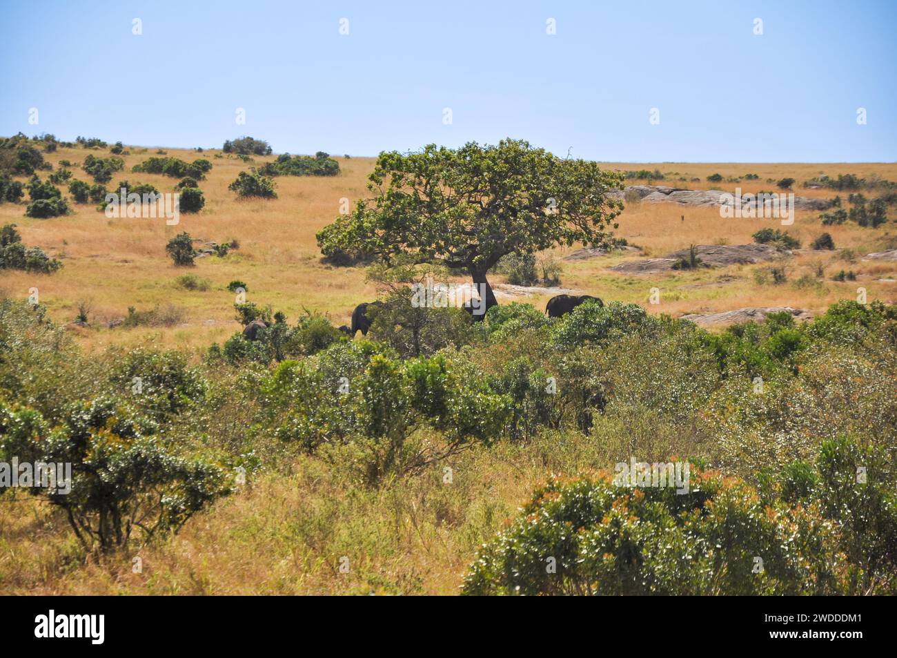 Alberi secchi sui campi di savana in Kenya, Africa. Paesaggio della savana africana nella riserva nazionale di Masai Mara. Foto Stock