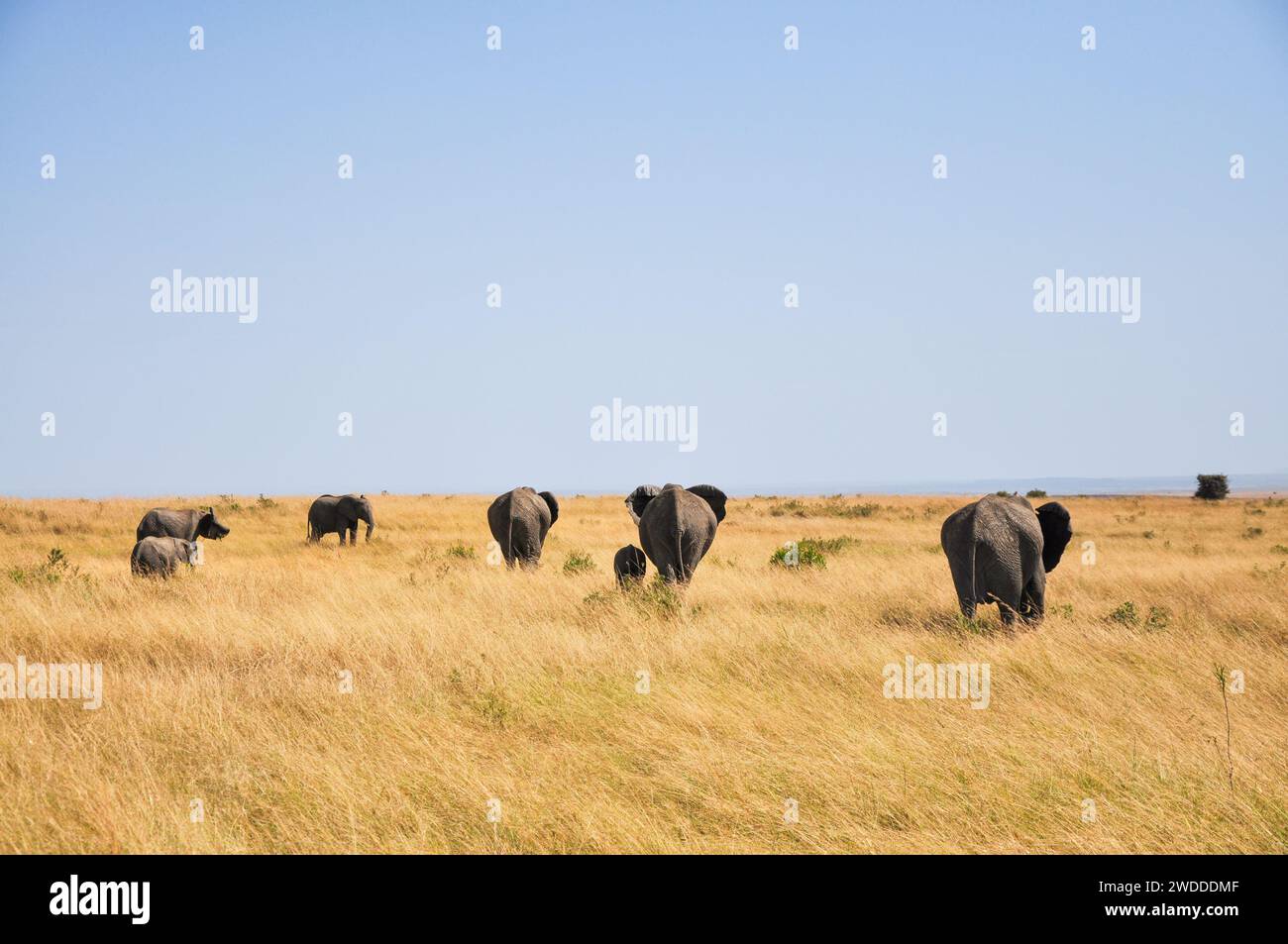 Il maestoso elefante africano gironzola serenamente attraverso le vaste e incontaminate pianure africane di Savannah. Foto Stock