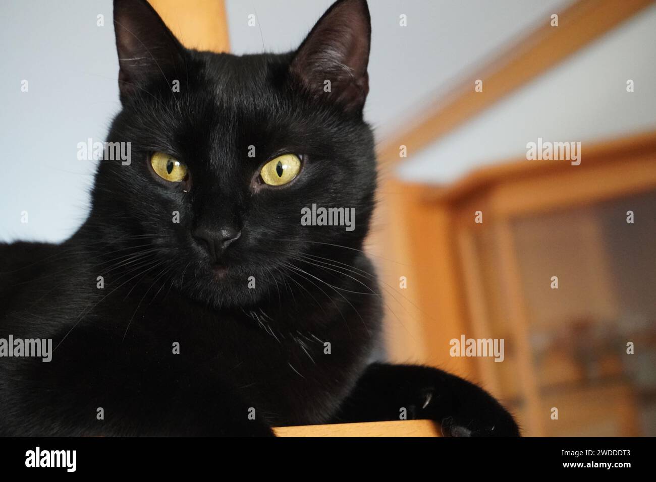Cat nero sulla parte superiore dell'armadio Foto Stock