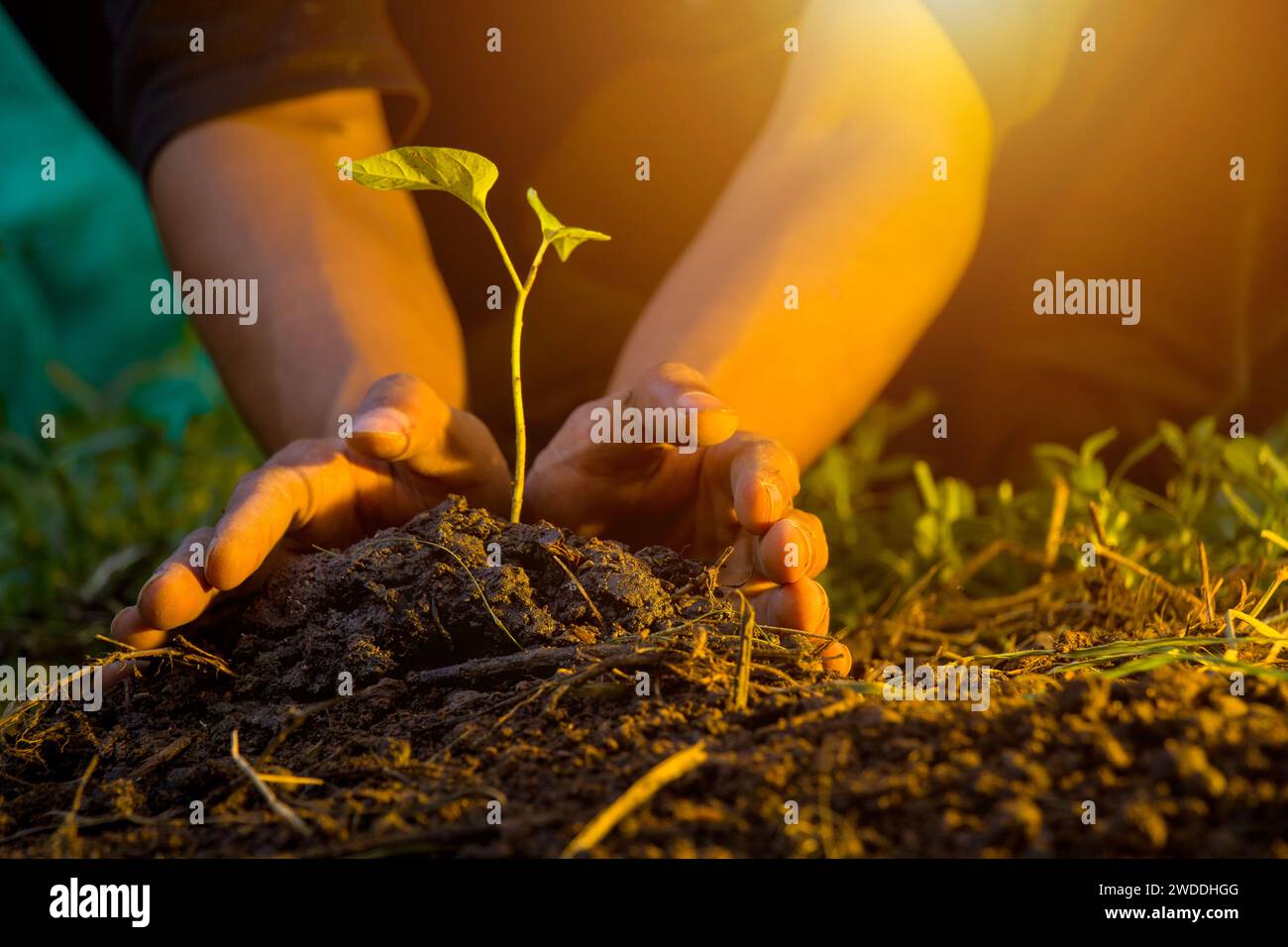 Mano maschile che tiene la piantina. Concetto ambientale giornata della Terra nelle mani di un albero che pianta un seme. luce parassita ottica Foto Stock