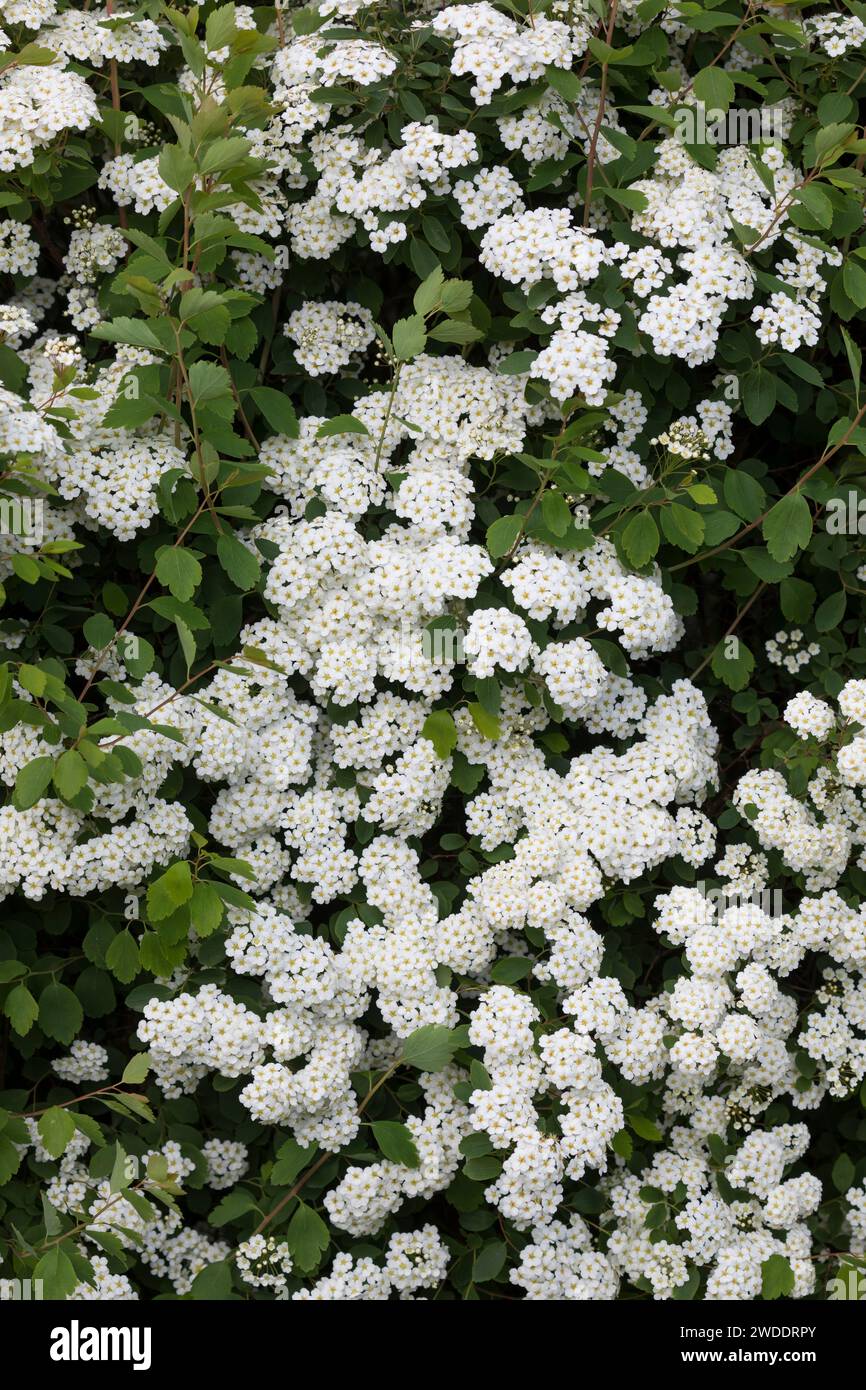 Spierstrauch, Spiraea spec., Spirea, meadowsweet, steeplebush, Spiersträucher Foto Stock