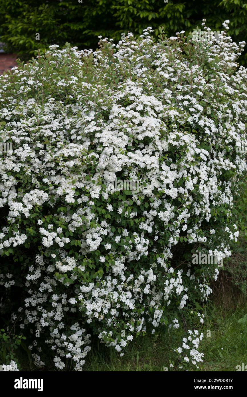 Spierstrauch, Spiraea spec., Spirea, meadowsweet, steeplebush, Spiersträucher Foto Stock