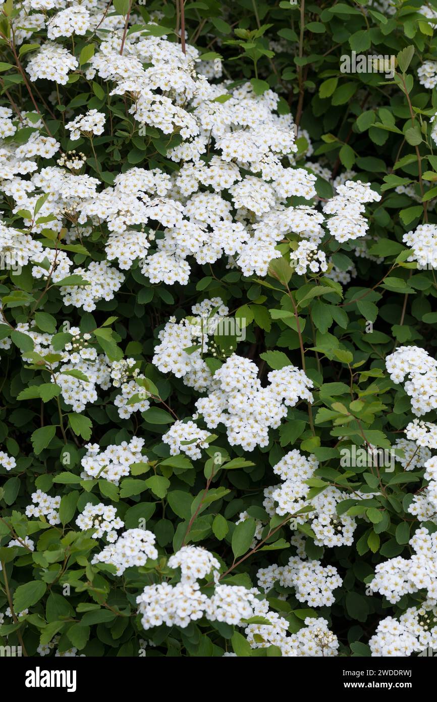 Spierstrauch, Spiraea spec., Spirea, meadowsweet, steeplebush, Spiersträucher Foto Stock