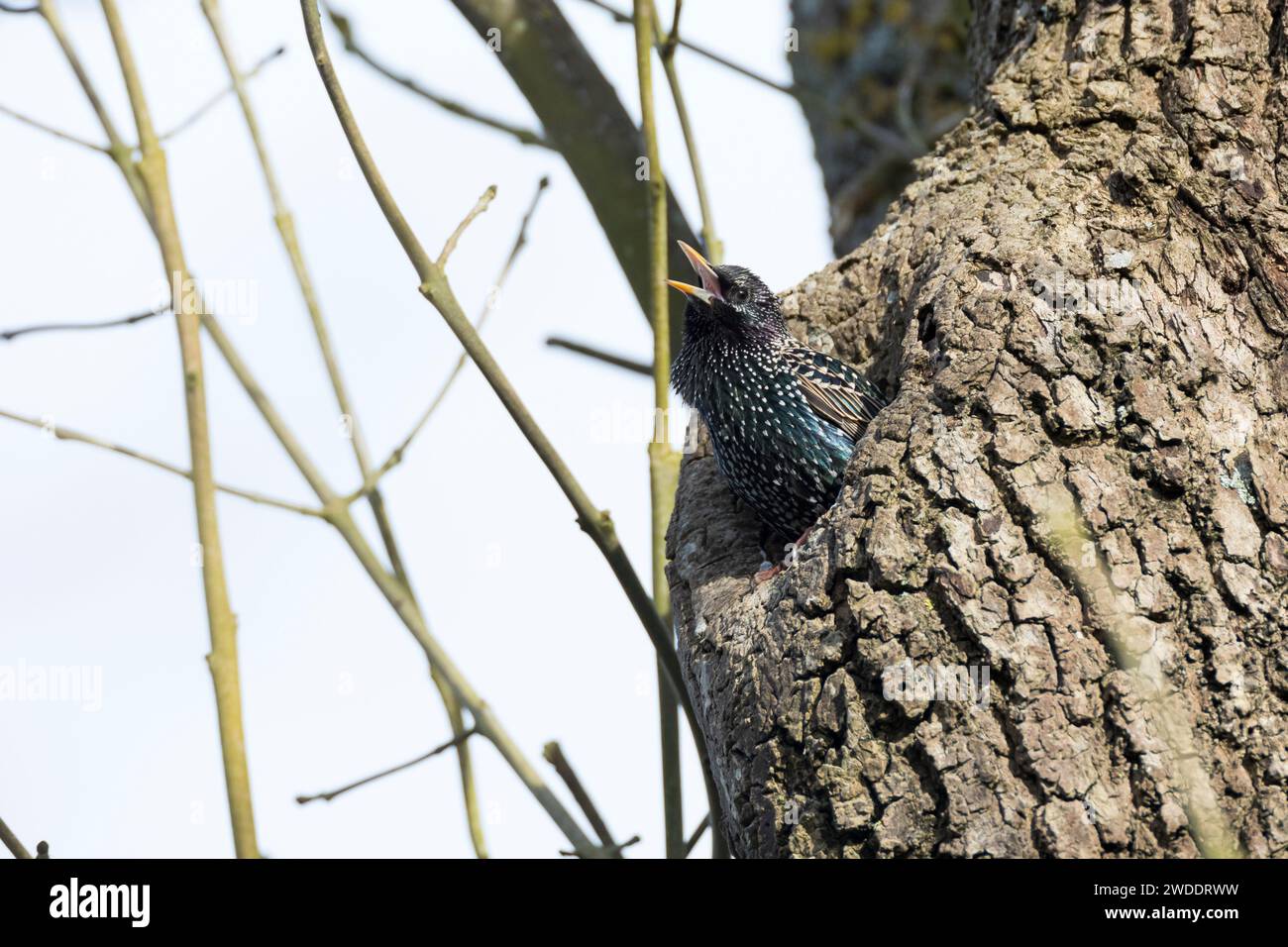 Star, an natürlicher Bruthöhle, Baumhöhle, Nisthöhle, Naturhöhle, Sturnus vulgaris, European starling, starling, l'étourneau sansonnet Foto Stock