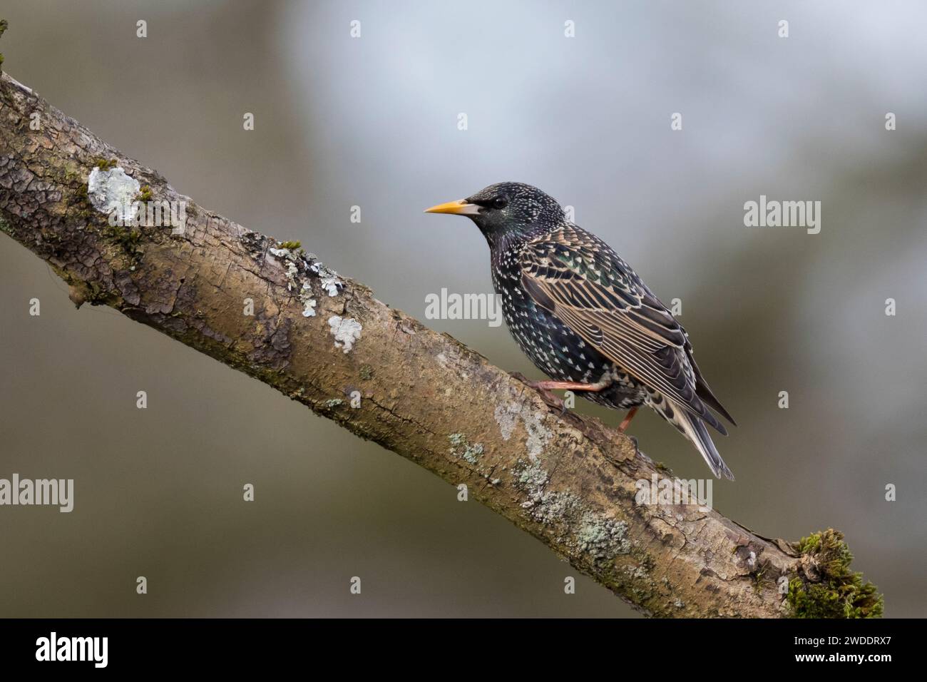 Star, Sturnus vulgaris, European starling, starling, l'étourneau sansonnet Foto Stock