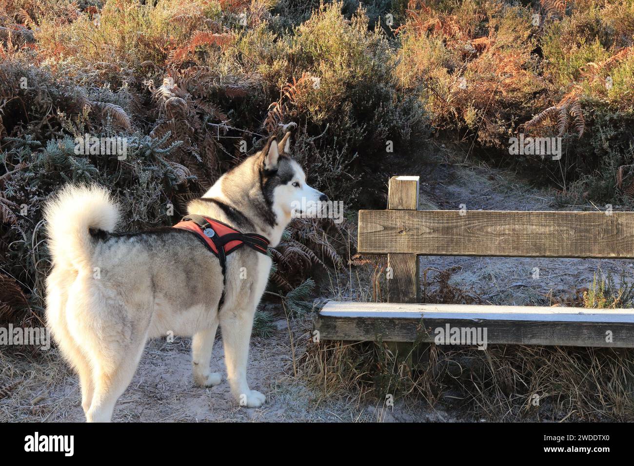 Siberian Husky, cane felice che si gode una pagaia in acqua. Cavo per cani siberiani Husky con cablaggio inserito nella foresta di Wareham, Regno Unito Foto Stock