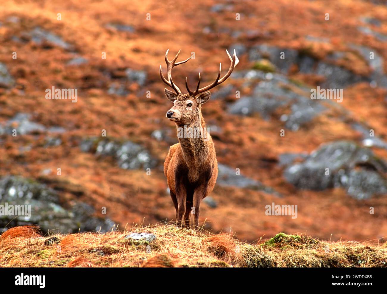 Cervo cervo cervo elafo che si trova sulle colline della costa occidentale della Scozia Foto Stock